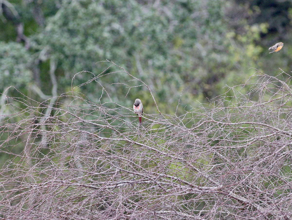 Pyrrhuloxia - ML646847879