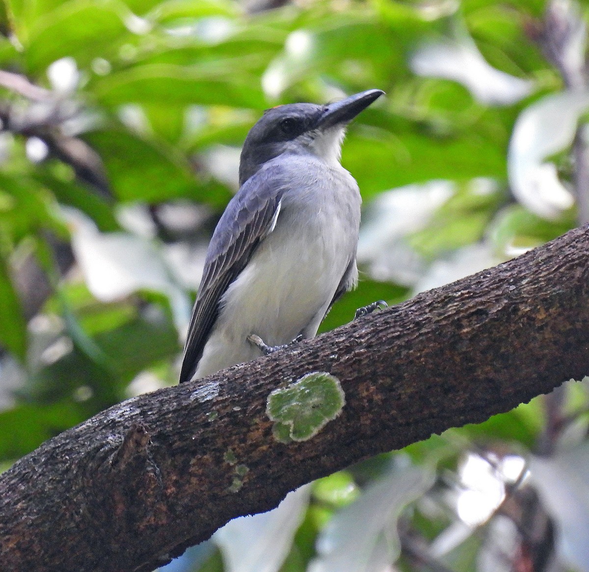 Gray Kingbird - ML646847882
