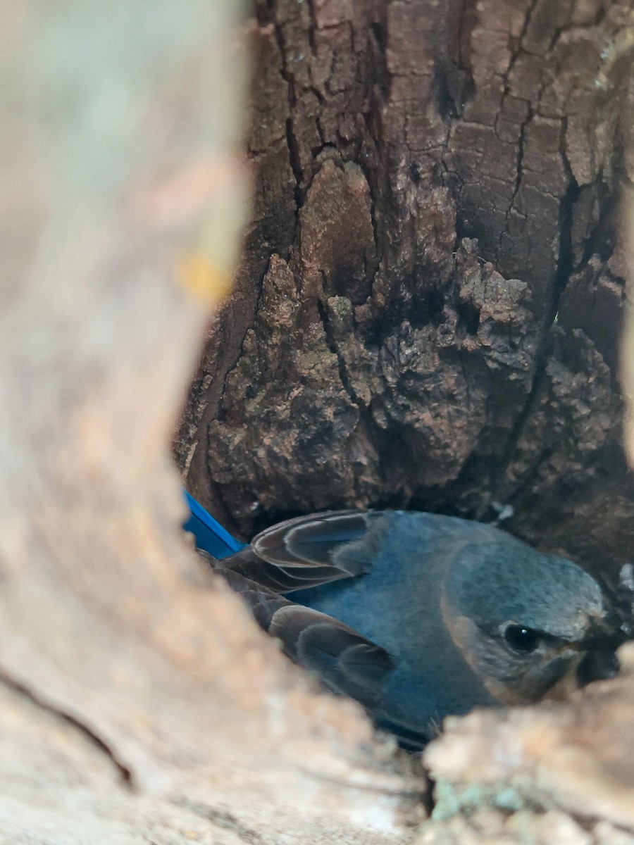 Блакитник східний - ML646847883