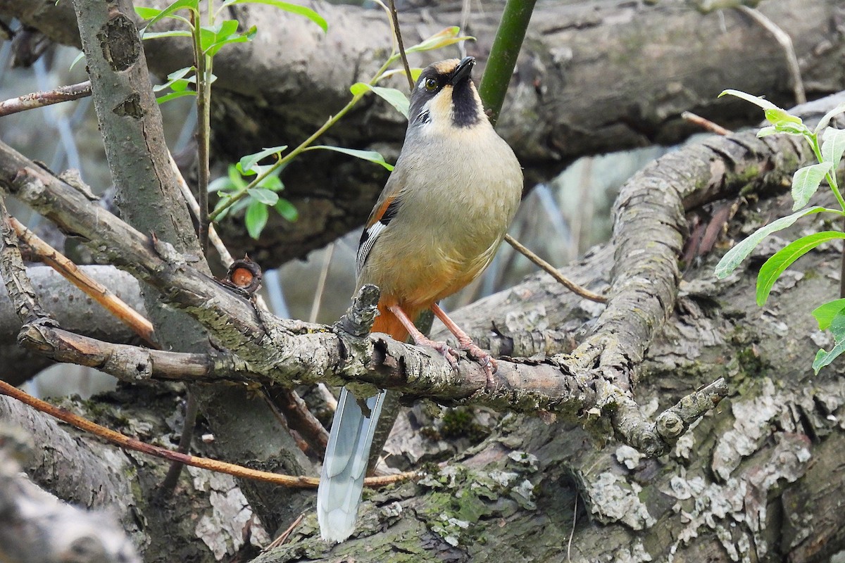 Variegated Laughingthrush - ML646847884