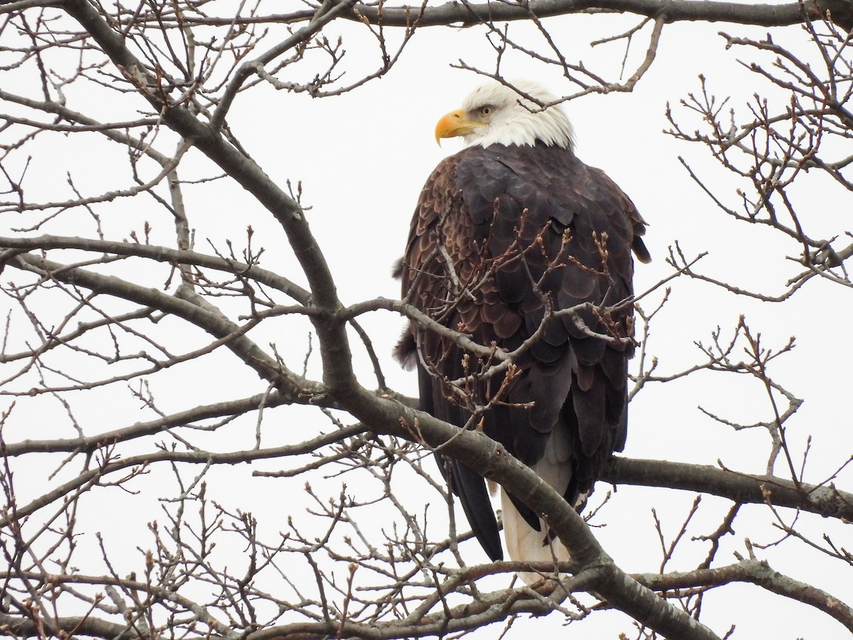 עיטם לבן-ראש - ML646847885