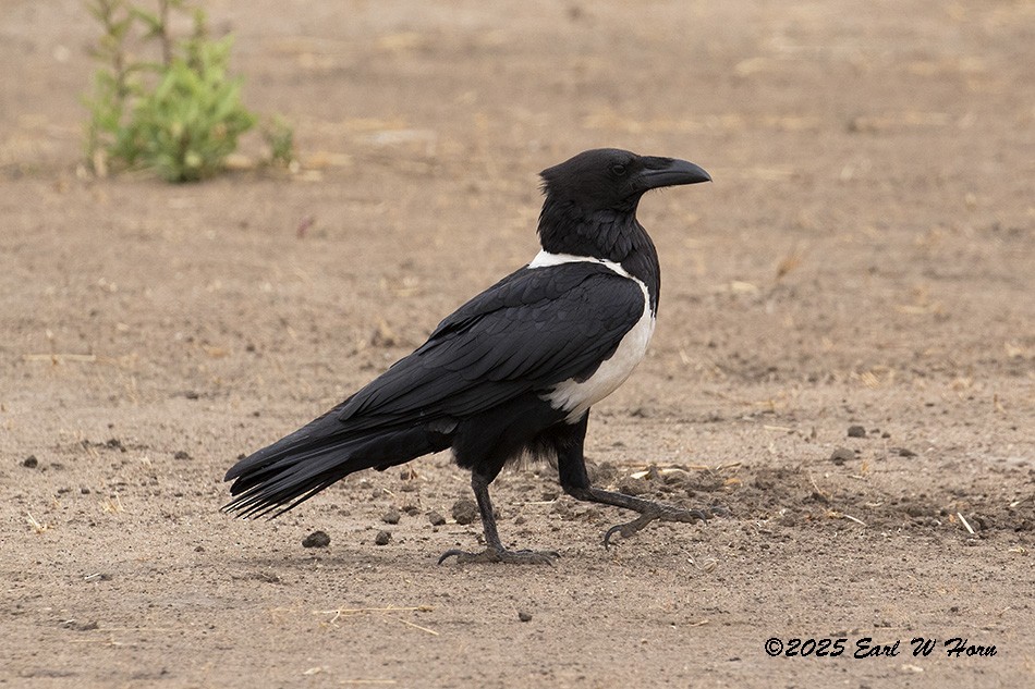 Pied Crow - ML646847886
