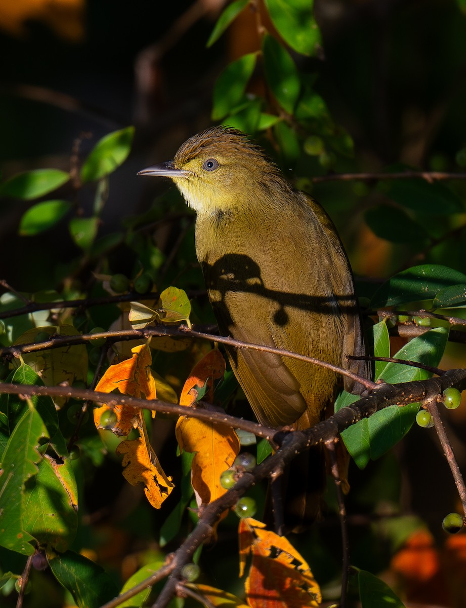 Качарский бюльбюль - ML646847887