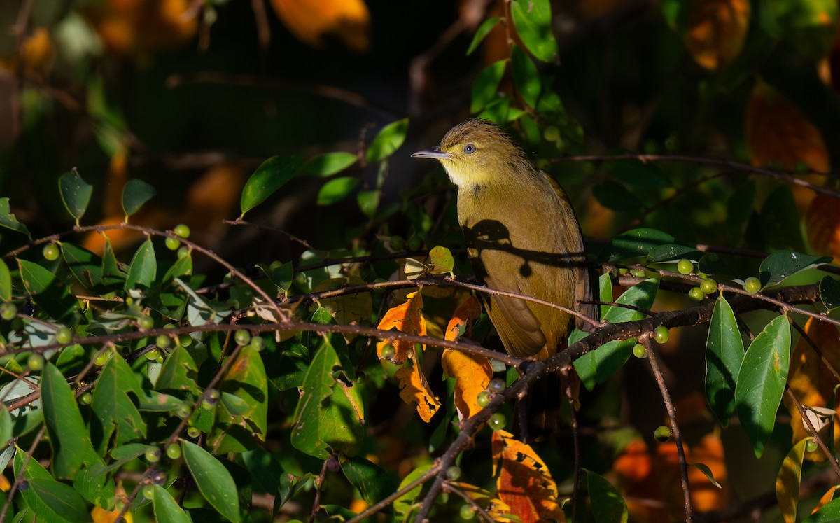 Качарский бюльбюль - ML646847888