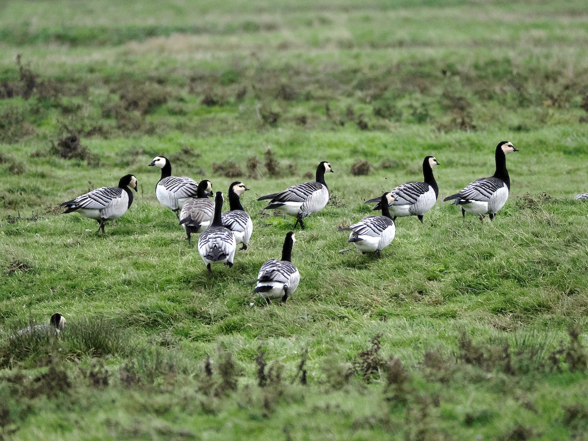 Barnacle Goose - ML646847889