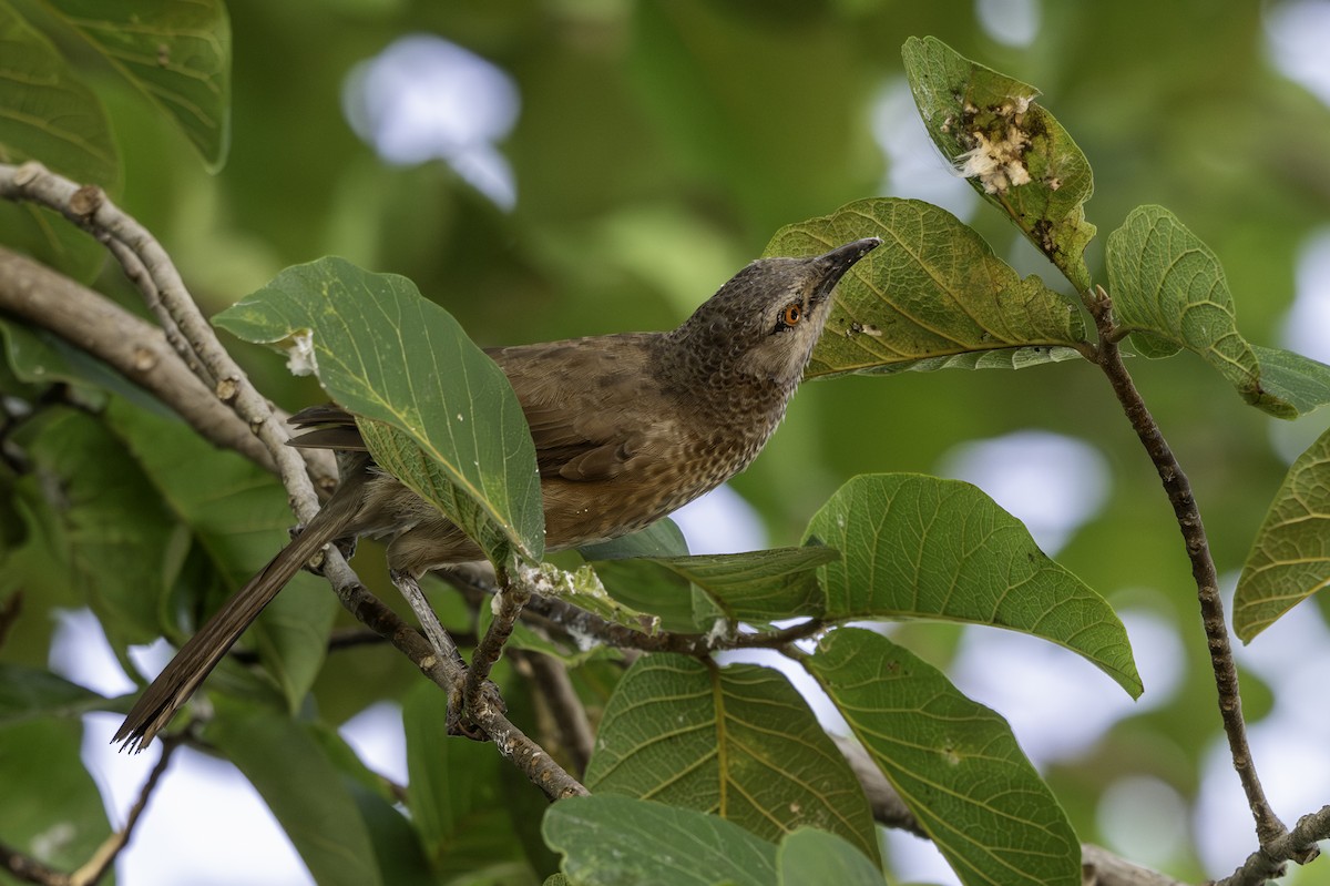 Brown Babbler - ML646847893