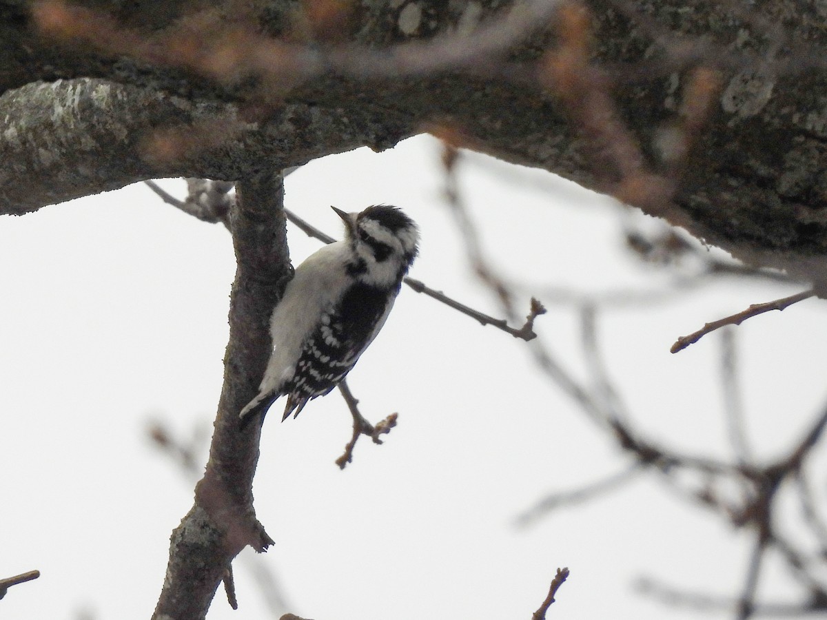 Downy Woodpecker - ML646847898