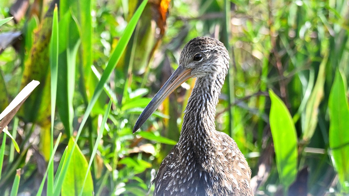 kurlan chřástalovitý - ML646847899