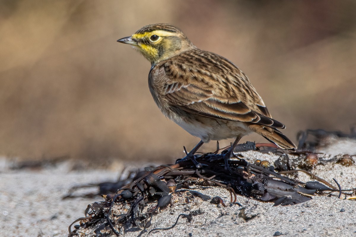 Alouette hausse-col - ML646847901