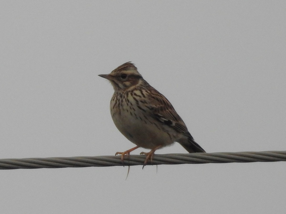 Wood Lark - ML646847902