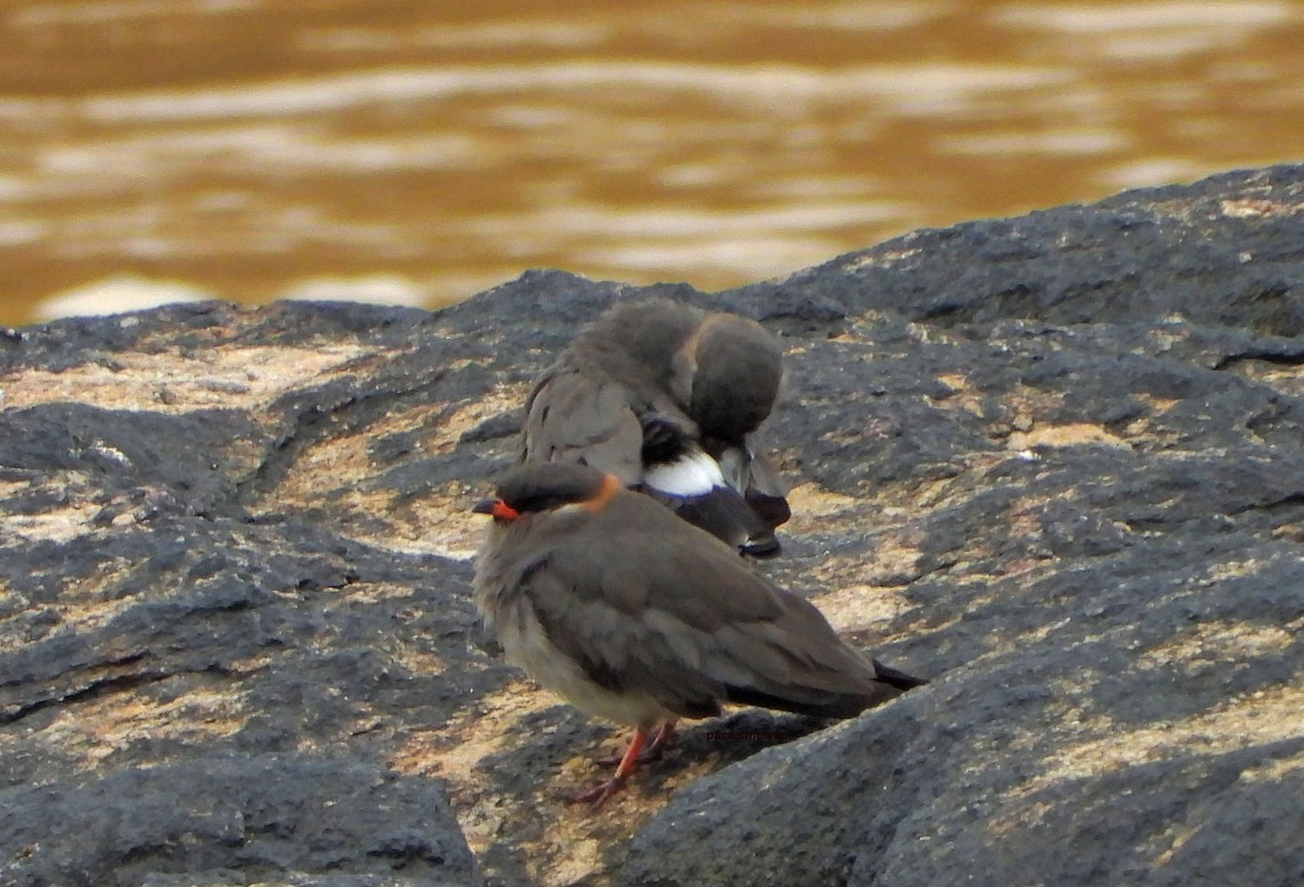 Rock Pratincole - ML646847903