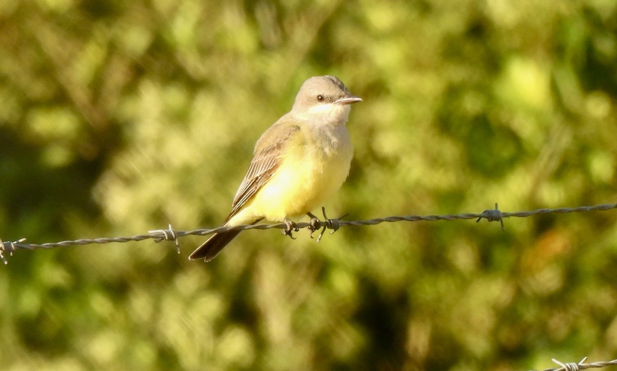 Western Kingbird - ML646847904