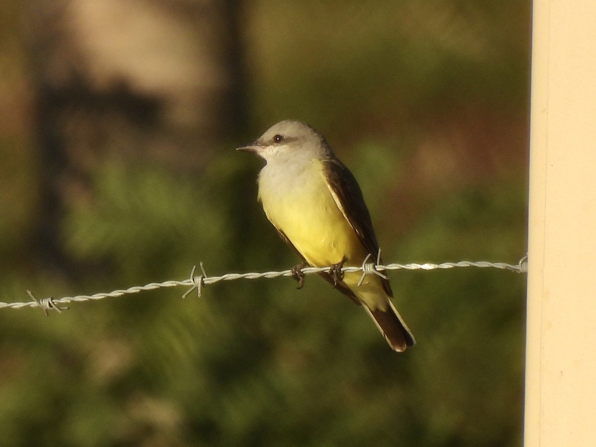 Western Kingbird - ML646847905