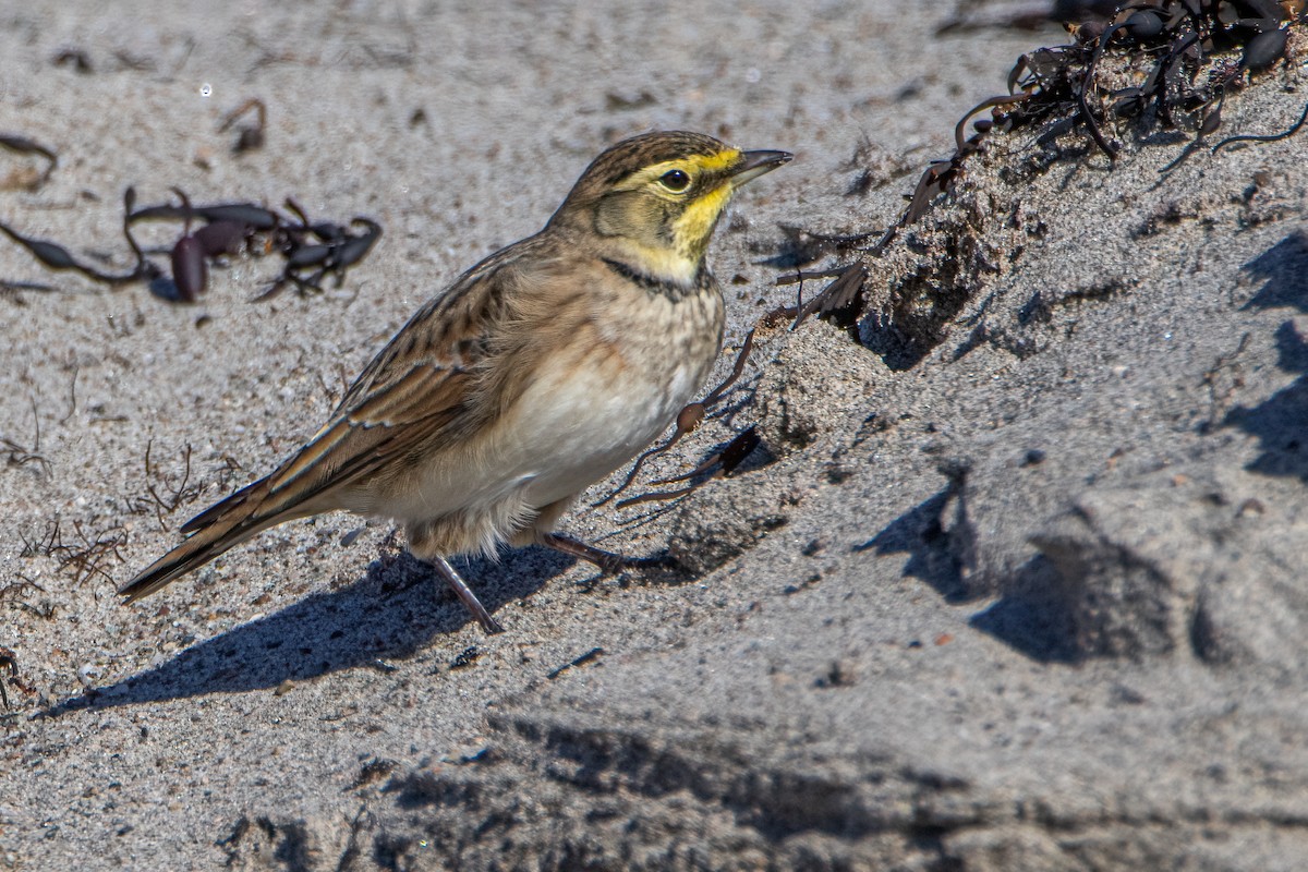 Alouette hausse-col - ML646847907