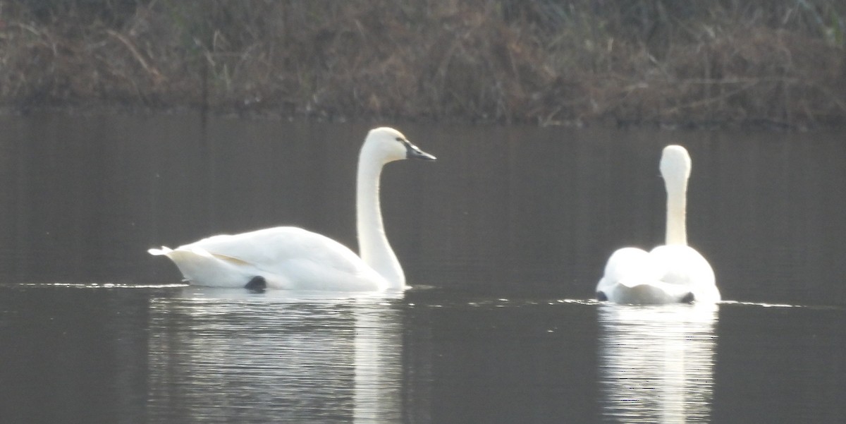 Zwergschwan - ML646847908