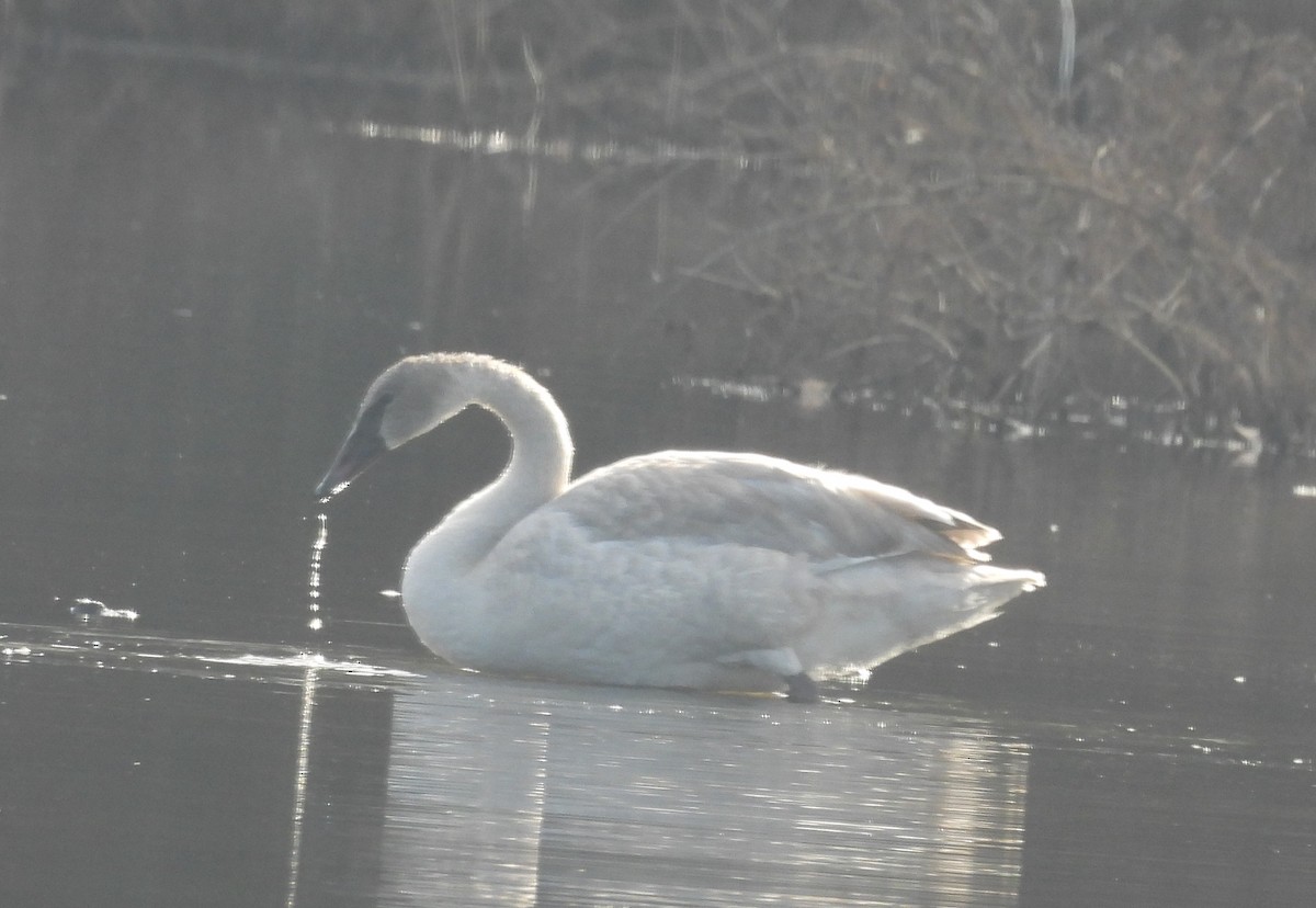 Zwergschwan - ML646847916