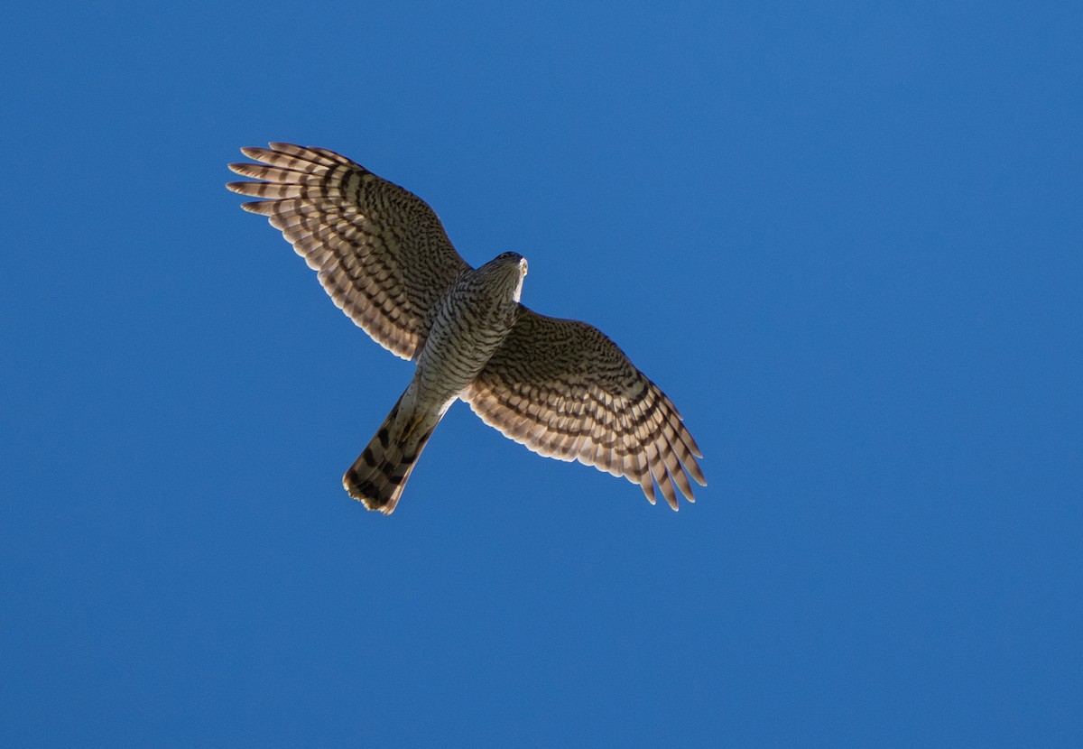 Eurasian Sparrowhawk - ML646847917