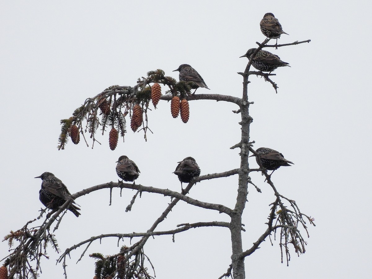 European Starling - ML646847920