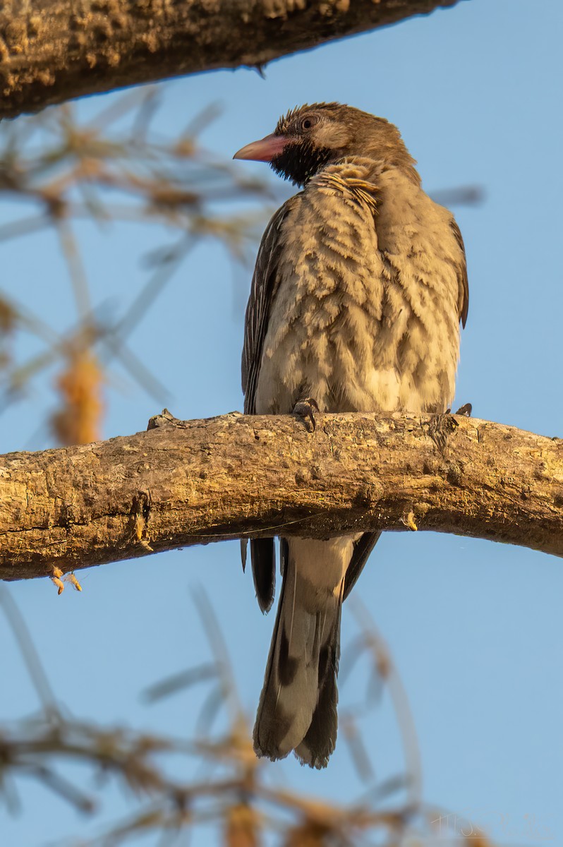 Greater Honeyguide - ML646847921