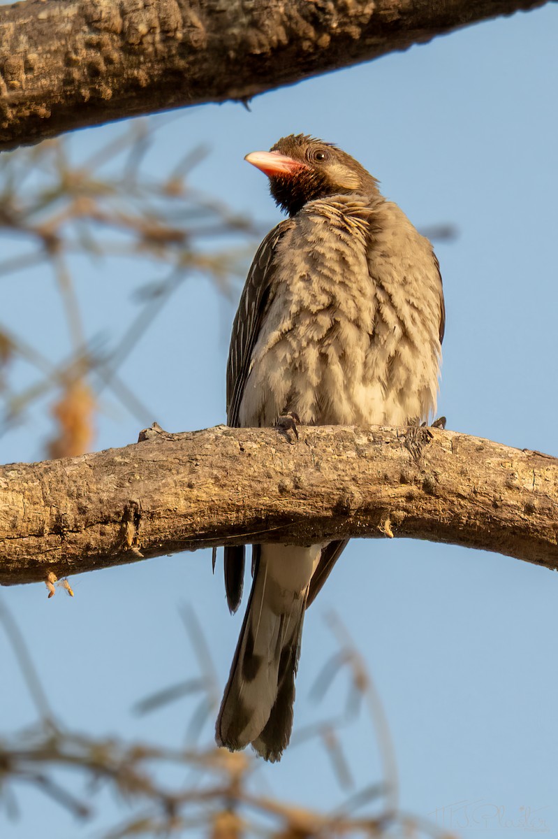 Greater Honeyguide - ML646847922