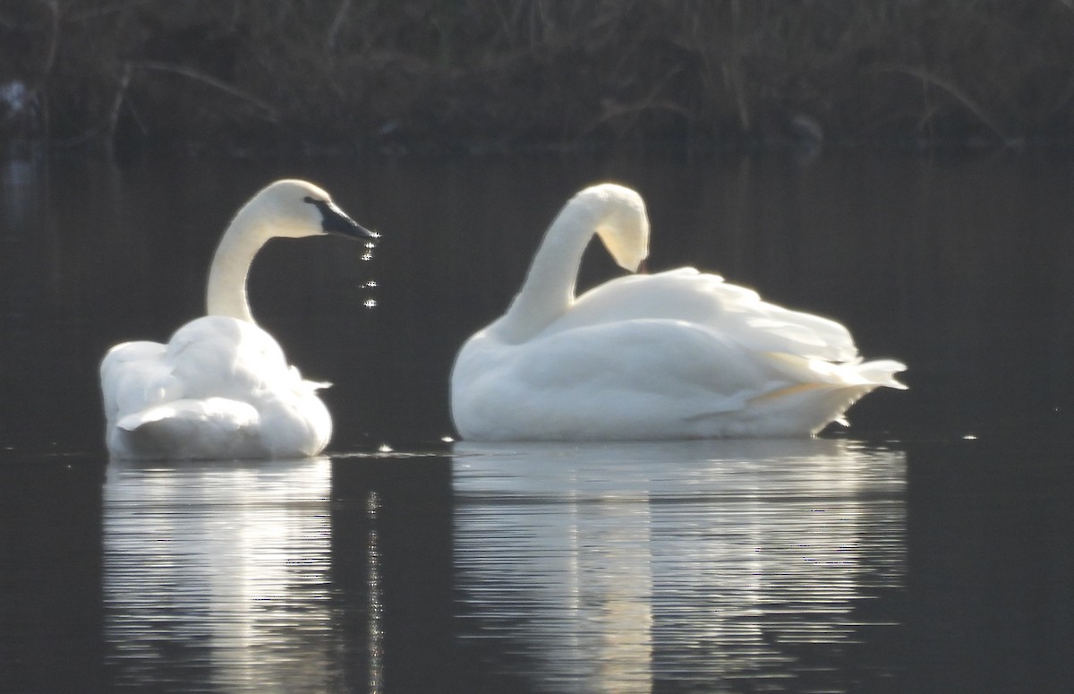 Zwergschwan - ML646847924