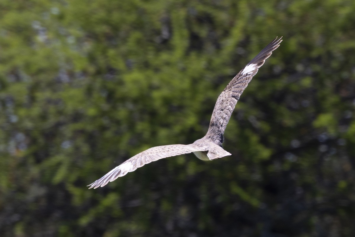 lelek skvrnokřídlý - ML646847925