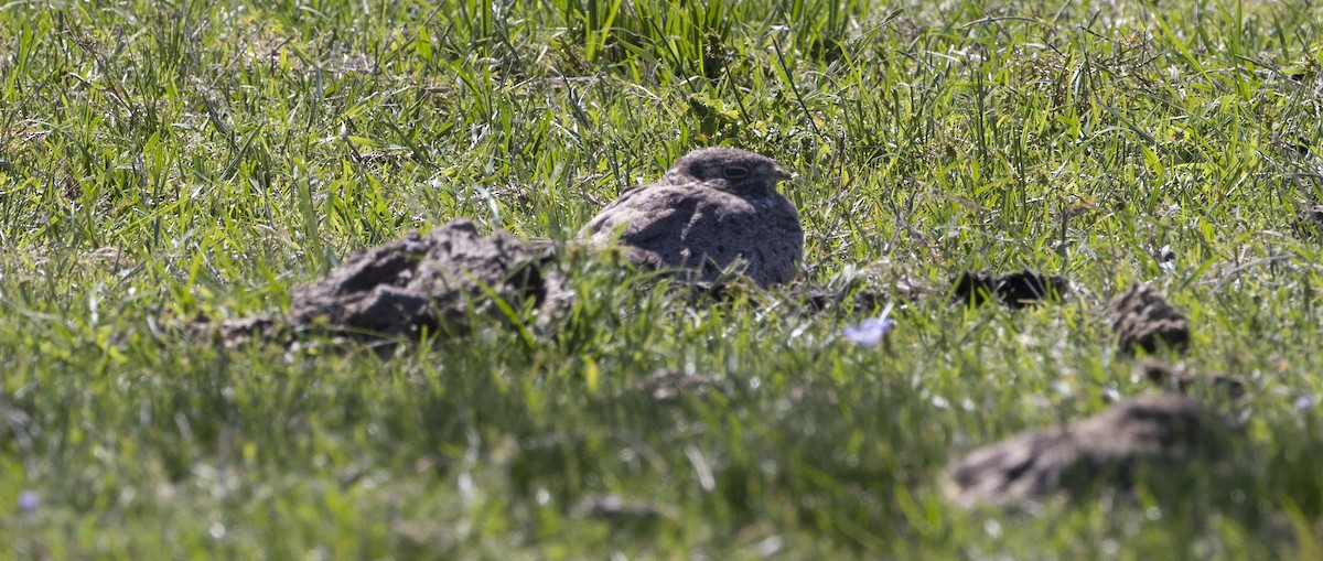 lelek skvrnokřídlý - ML646847926