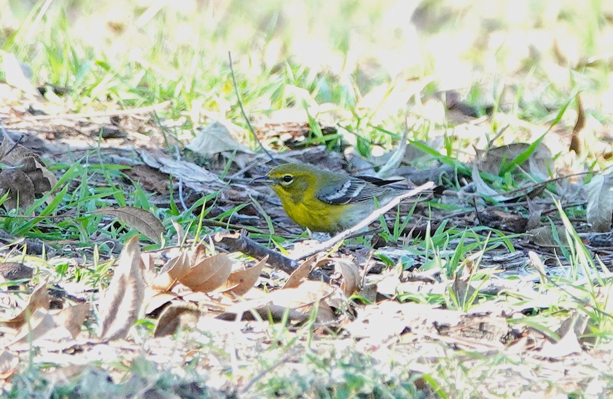 Pine Warbler - ML646847927