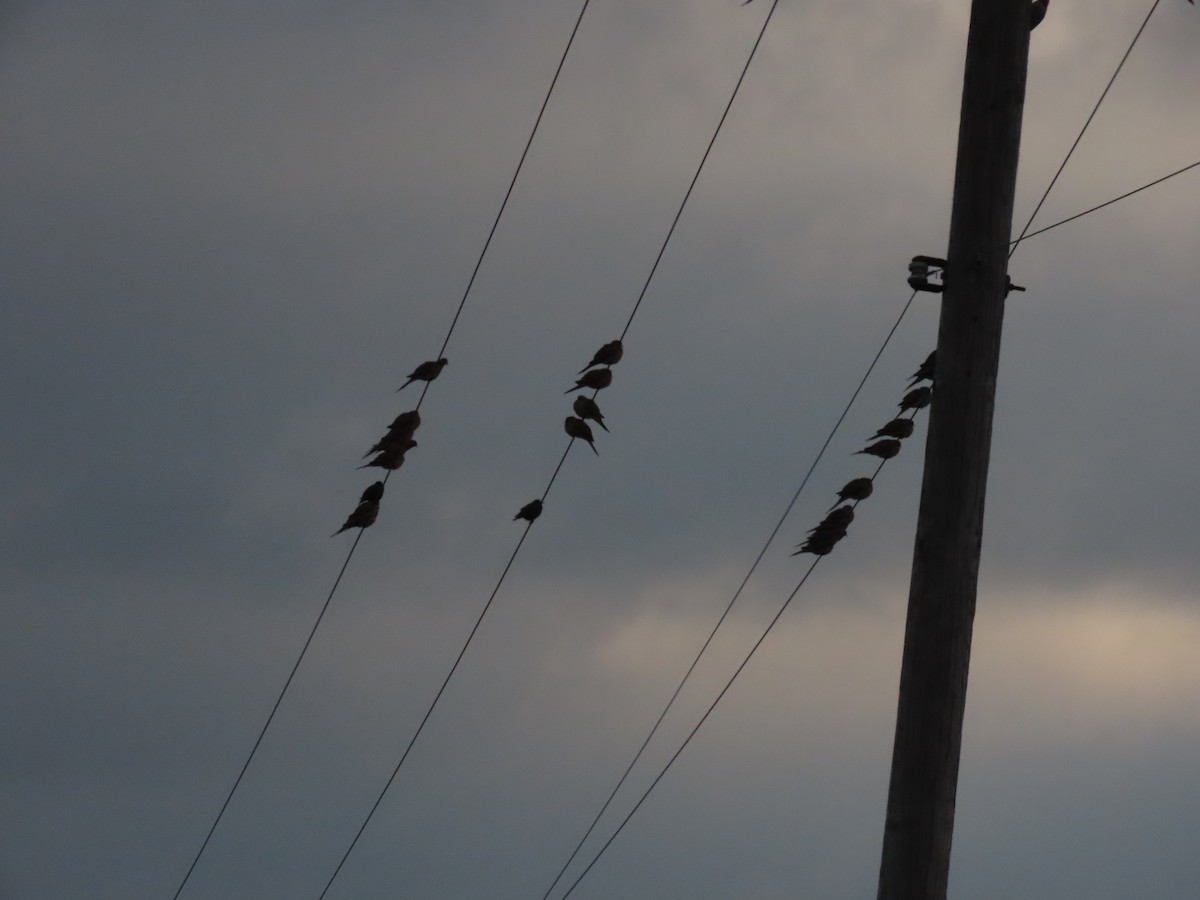 ナゲキバト - ML646847929