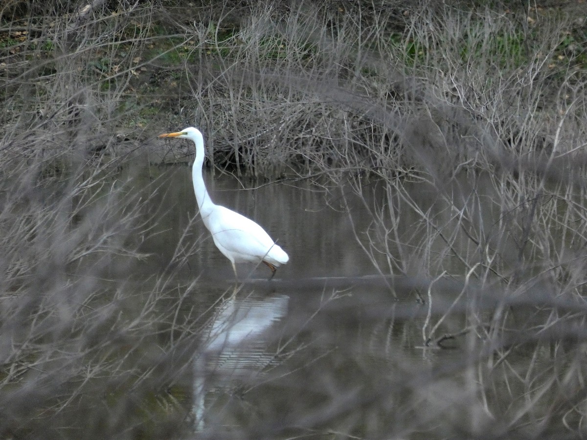 Great Egret - ML646847930