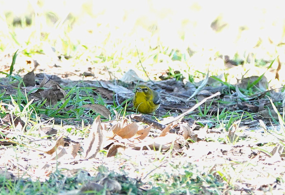 Pine Warbler - ML646847933