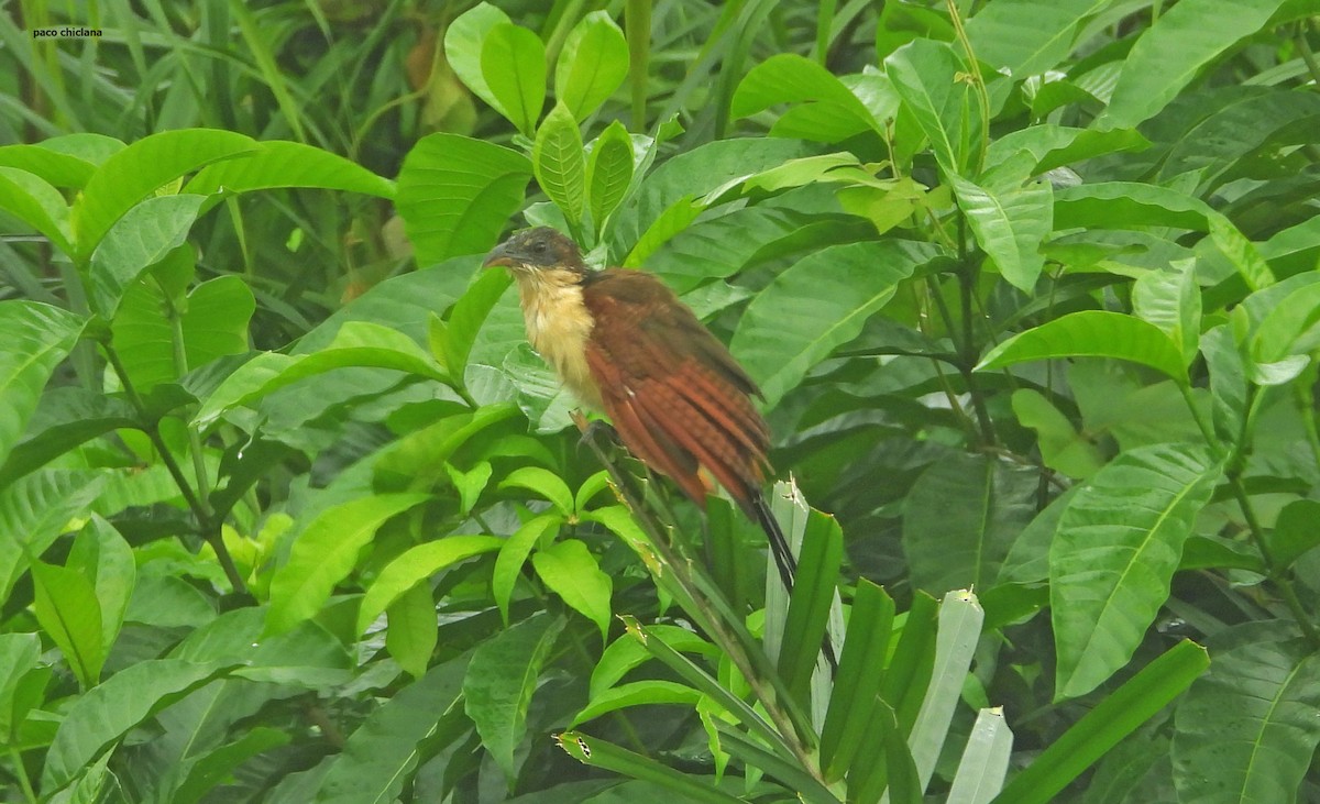 Senegal Coucal - ML646847935