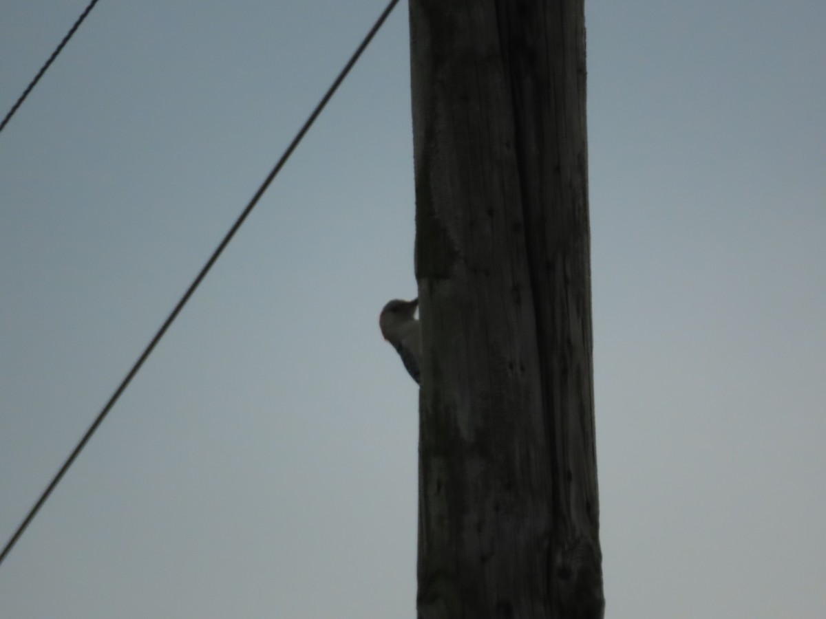 Red-bellied Woodpecker - ML646847936