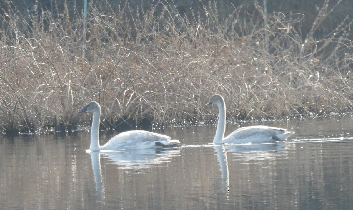 Zwergschwan - ML646847939