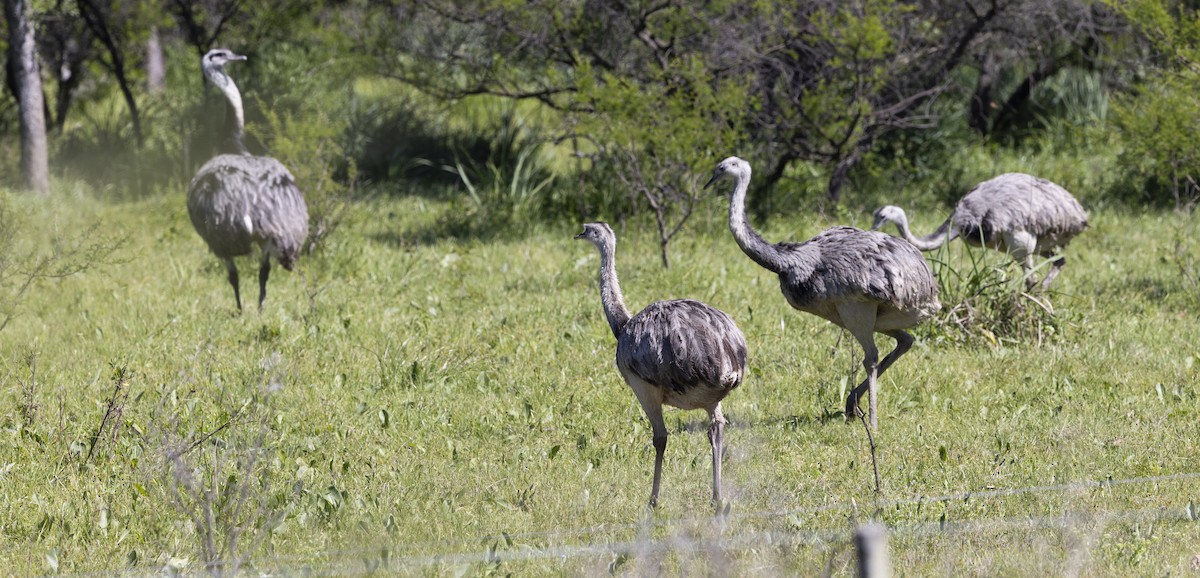 Greater Rhea - ML646847940