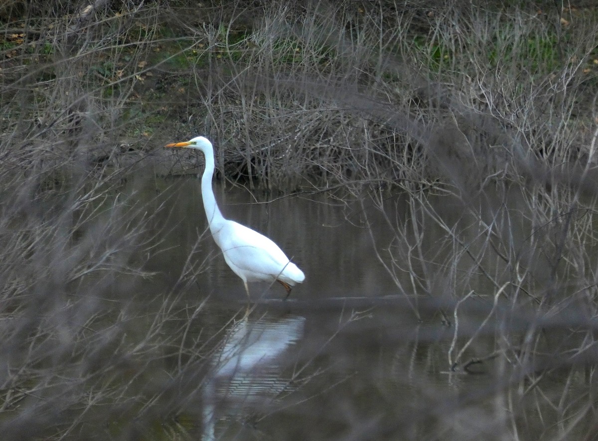 Great Egret - ML646847943