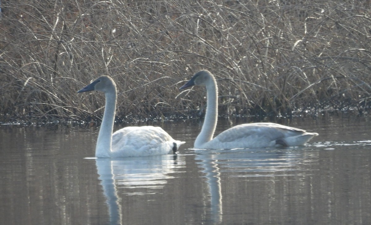 Zwergschwan - ML646847944