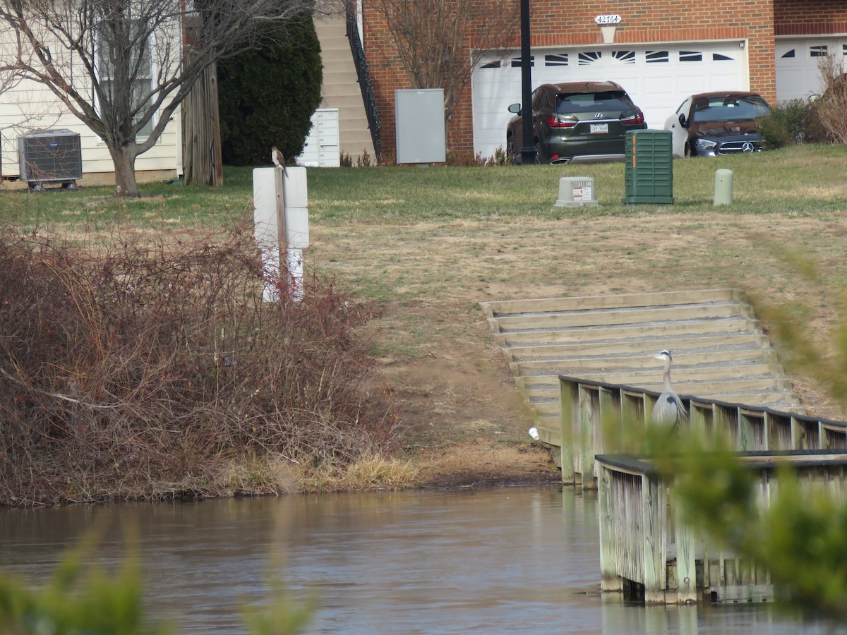 Amerika Gri Balıkçılı - ML646847945