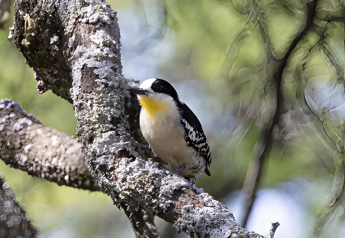 datel kaktusový - ML646847949