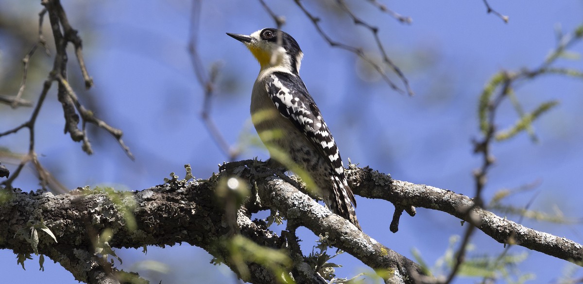 datel kaktusový - ML646847950