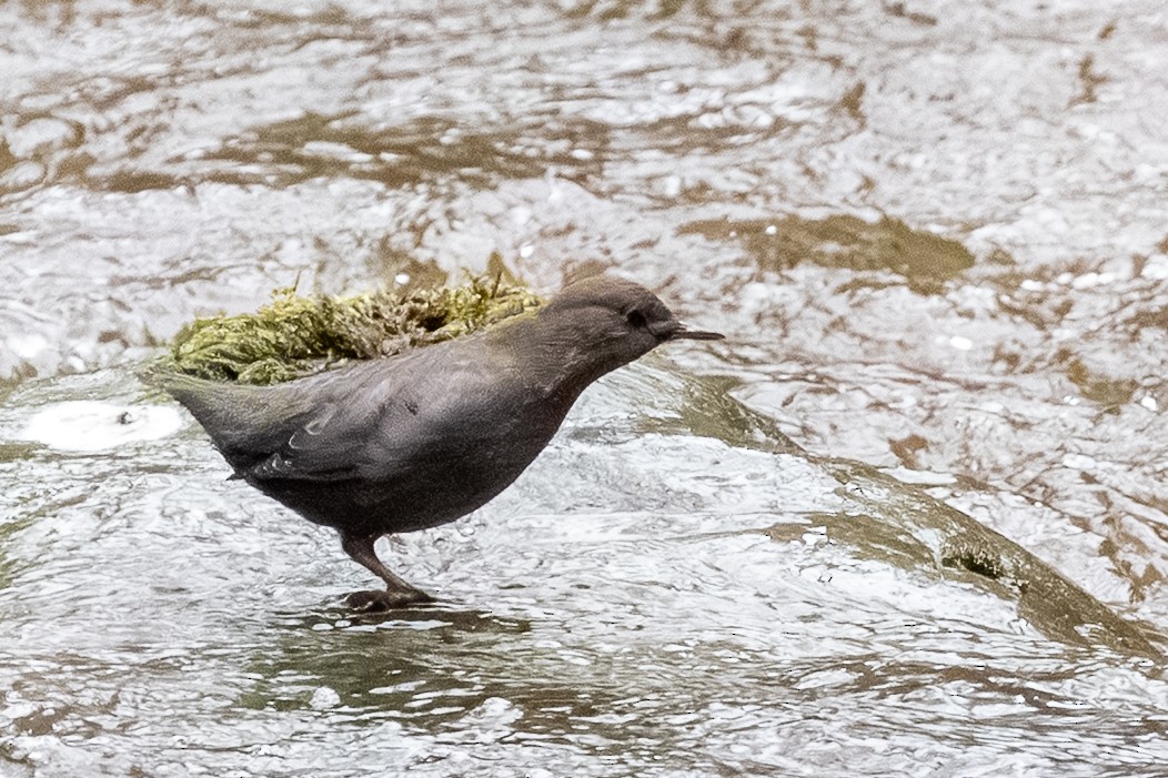 American Dipper - ML646847953