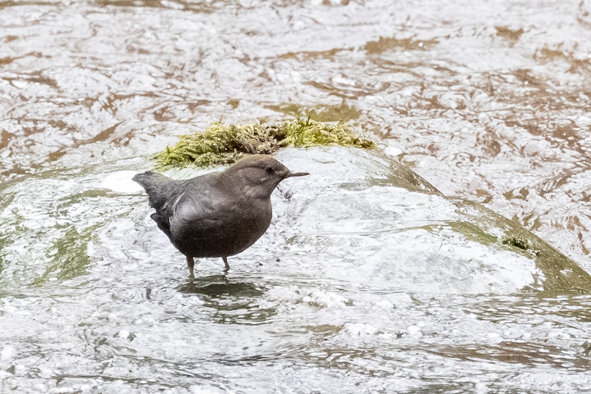 American Dipper - ML646847954