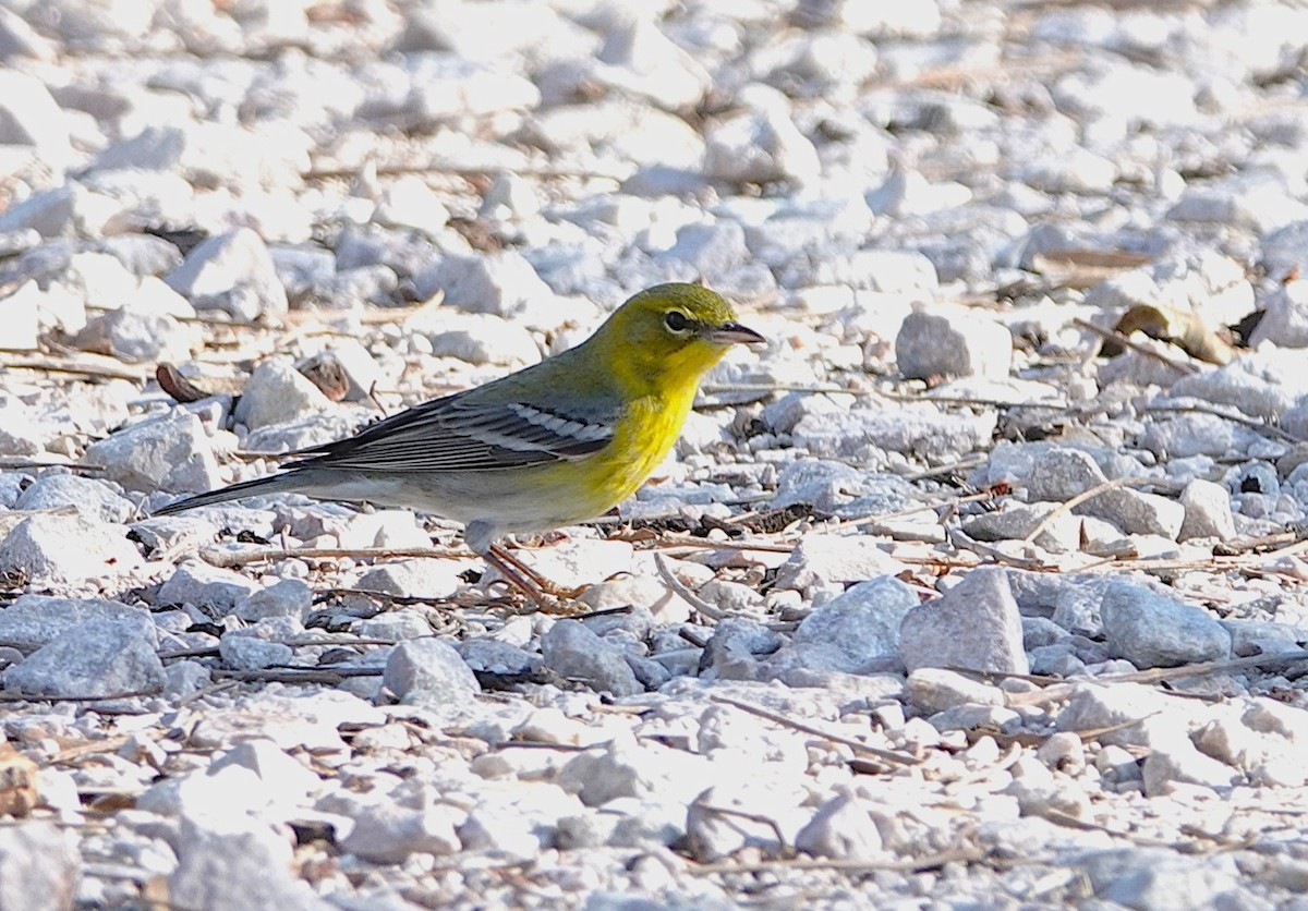 Pine Warbler - ML646847958