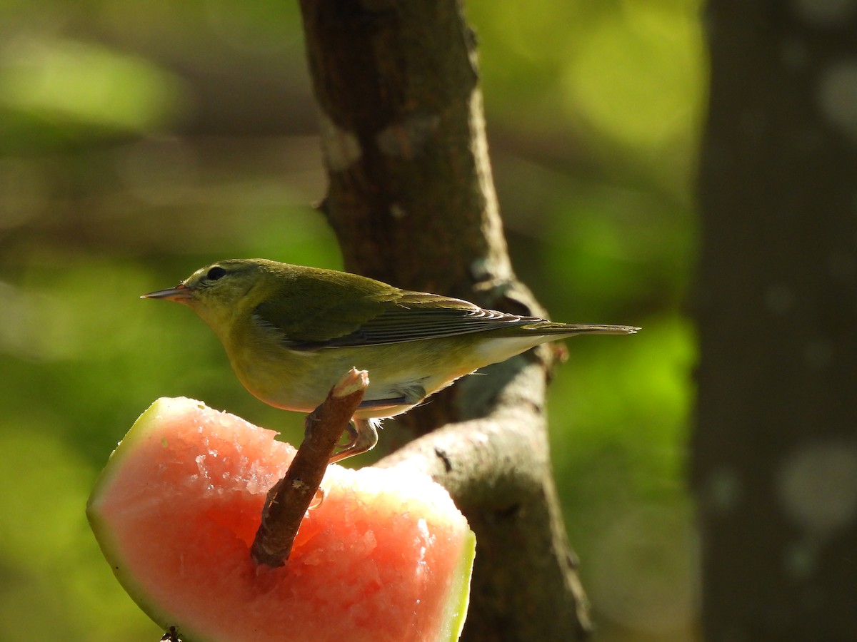 Tennessee Warbler - ML646847964