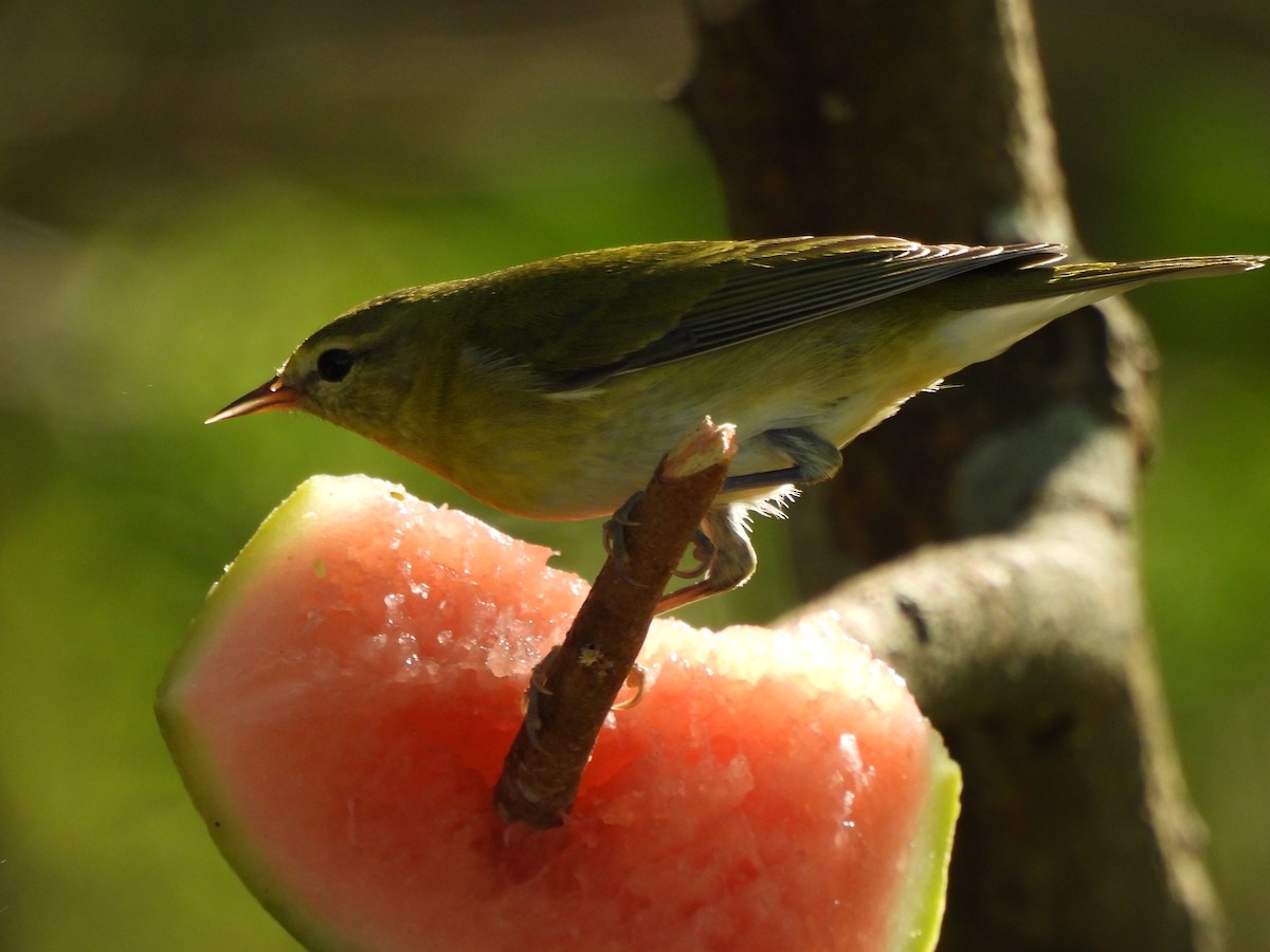 Tennessee Warbler - ML646847965