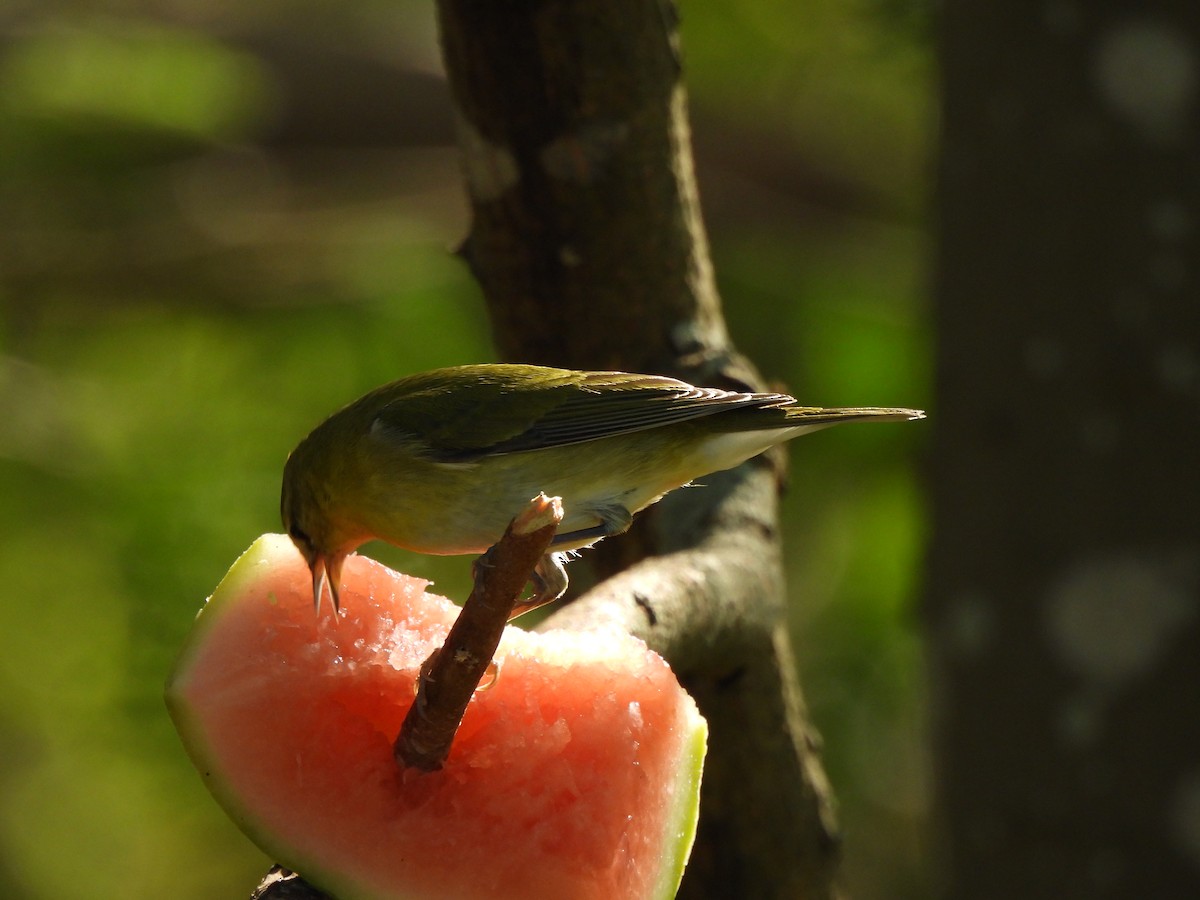 Tennessee Warbler - ML646847966