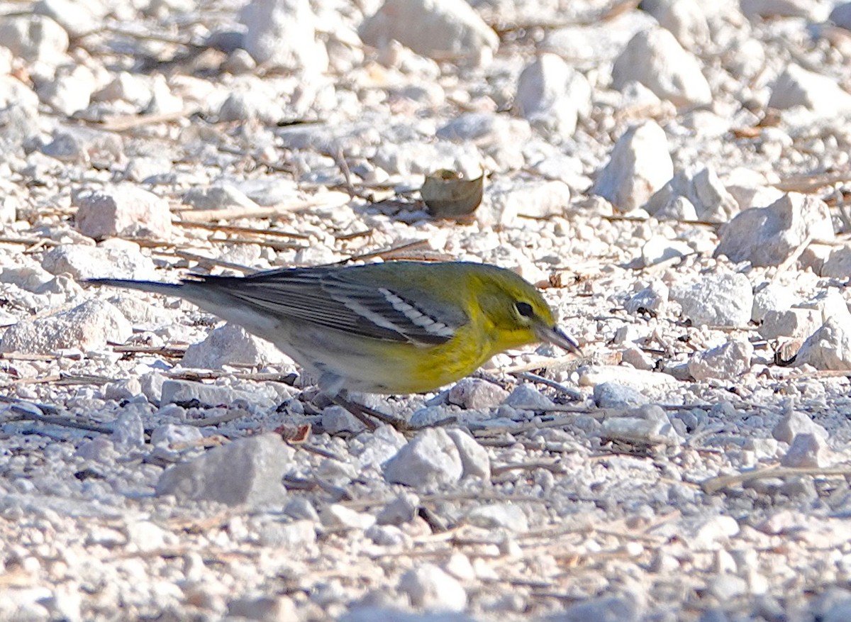 Pine Warbler - ML646847967