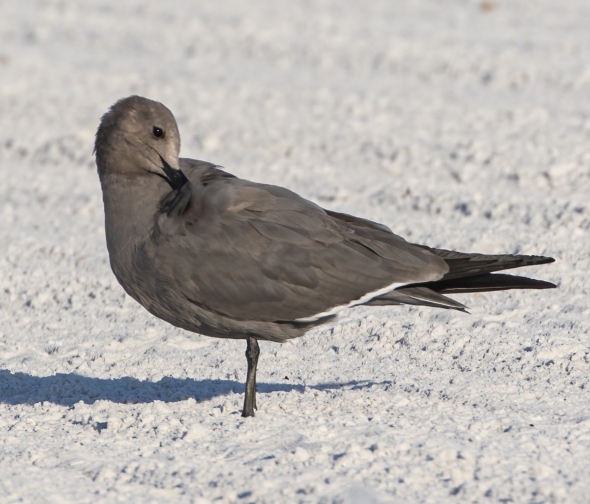 Gray Gull - ML646847968