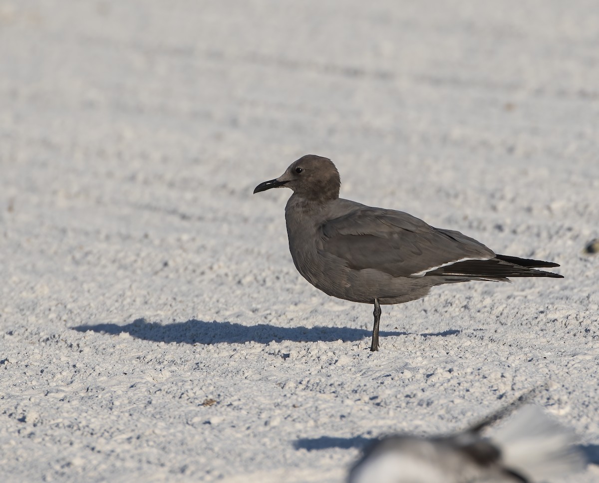 Gray Gull - ML646847969