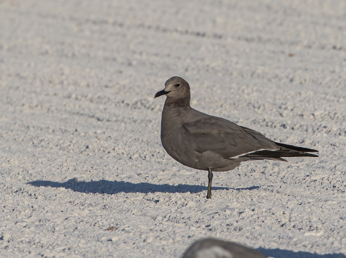 Gray Gull - ML646847970